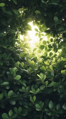 Poster - Sunlight filtering through green leaves, nature background. Tranquility and freshness concept