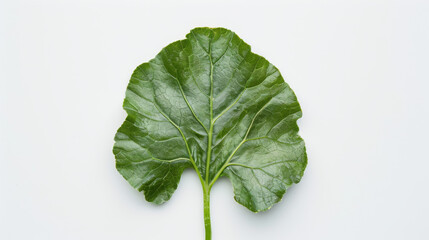 Wall Mural - A whole turnip leaf isolated on white