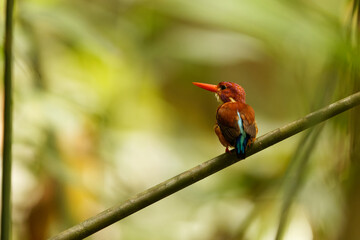 Canvas Print - The Sulawesi dwarf kingfisher (Ceyx fallax) is a species of bird in the family Alcedinidae that is endemic to Sulawesi island, Indonesia.