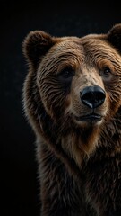 Wall Mural - bear on plain black background with copy space backdrop portrait