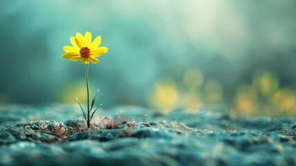 Wall Mural - Single yellow flower growing on rocky terrain with blurred background