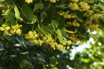 Poster - Beautiful linden tree with blossoms and green leaves outdoors