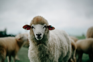 A sheep standing and looking directly at the camera.