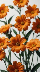 Wall Mural - orange flowers on plain white background abstract ad concept copy space