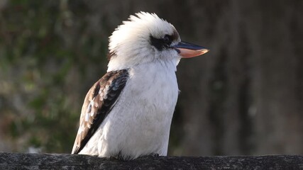 Wall Mural - Laughing Kookaburra