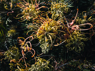 Poster - Grevillea flower