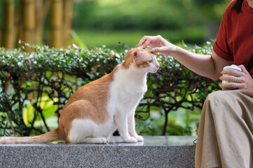 Wall Mural - Outdoors, cat and human sitting together on a stone bench