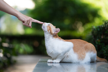 Canvas Print - Outdoors, touch your cat's nose with your finger