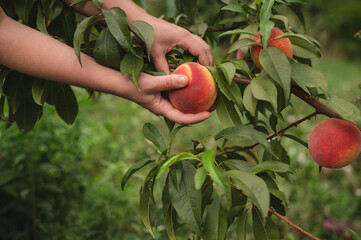 woman collects peaches in a bucket in the garden. Female hands holding organic peaches and bucket closeup