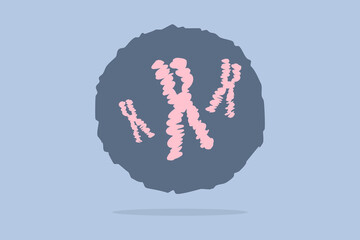 Chromosomes X-shaped structure