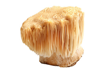 Wall Mural - Lions Mane mushroom isolated on a white background