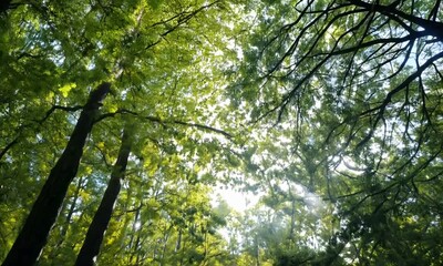 Sticker - sun rays through trees