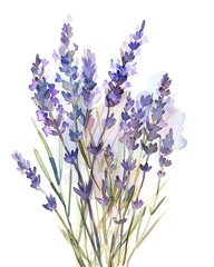 Wall Mural - A beautiful watercolor illustration of lavender flowers showcasing soft purple hues against a light background. 