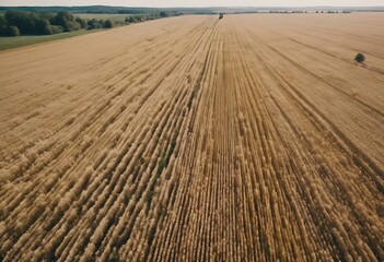 aerial Big field ready view harvest Agriculture Crop Texture Farm Green Wheat Orange Country Tree Cereal Background Outside Seed Bright Summer Gold Food Nature Landscape Road Whi