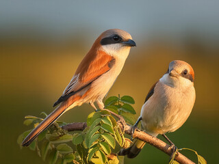 two birds sitting on a branch