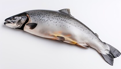 Wall Mural - Freshly Caught Silver Salmon on a White Background