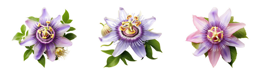 Wall Mural - Set of passion flowers. Cutouts isolated on a transparent background.