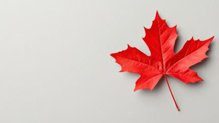 Poster - Closeup of a single red maple leaf on a plain, textured background creating a simple, elegant look 