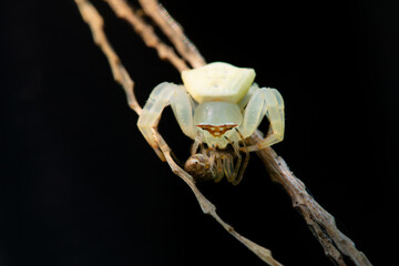 Wall Mural - common white crab spider (Thomisus callidus) eating small spider on dried grass, isolated black background