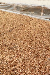 Wall Mural - Close up of coffee beans drying in the sun           