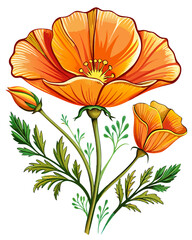 california poppy flower vector colorful t-shirt design,california poppy flower transparent background printable svg design