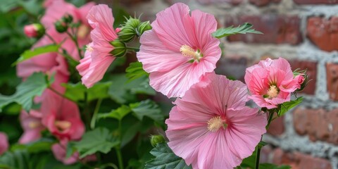 Sticker - Pink flowers with soft focus and buds surrounded by green serrated leaves blooming beside a brick wall