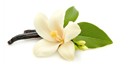 vanilla flower with pods and leaves isolated on a white background