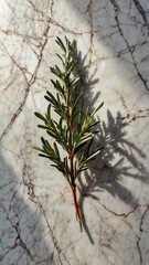 Canvas Print - rosemary leaves on luxurious white marble table countertop in kitchen background ad concept copy space