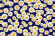 © Josh Zachary - Creative pattern made of camomile flowers on colorful background. Floral layout for seasonal cards, blogs, posters and web design. Summer concept.Top view. Flat lay. Minimal style. Copy space