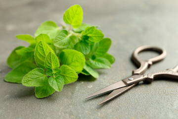 Wall Mural - Sprigs of fresh green oregano and scissors on gray table, closeup