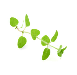 Wall Mural - Sprig of fresh green oregano isolated on white, top view