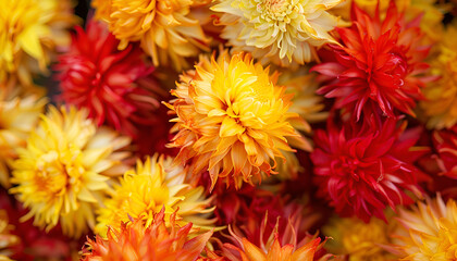 Wall Mural - Vibrant safflower seeds in yellow and red colors grown in a farm