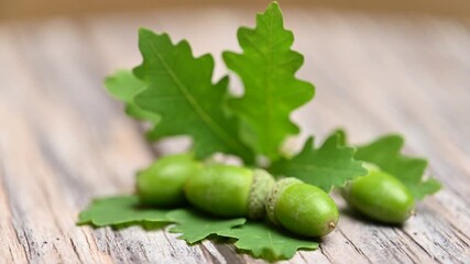 Poster - oak acorns