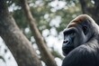 © sandra - background isolated gorilla white silverback ape wildlife primate mammal animal black endangered young king species male portrait sitting kong strong africa expressive lowland studio wild shot