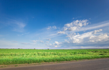 Wall Mural - a large field of grass with a clear blue sky above