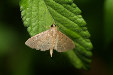 Poster - *Pleuroptya* は、イネツトガ科（Crambidae）に属するガの一属で、一般的にイネツトガやツヅリガと呼ばれています。この属のガは、通常、細長い口吻（こうふん）を持つことが特徴です。