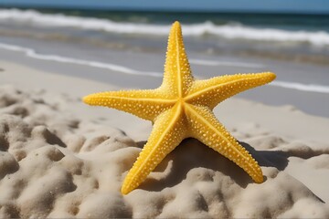 big yellow white isolated sea background star biology bumpy colours crustacean echinoderm fish horizontal image invertebrate life living mollusc nautilus object1 red reef starfish shape single travel