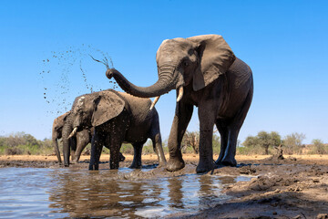 Poster - Elephants drinking and taking a bath in a waterhole in Mashatu Game Reserve in the Tuli Block in Botswana. Low angle view from a hide at water level.