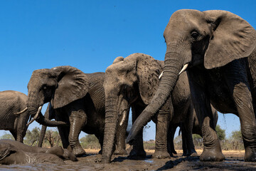 Sticker - Elephants drinking and taking a bath in a waterhole in Mashatu Game Reserve in the Tuli Block in Botswana. Low angle view from a hide at water level.