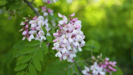 Wall Mural - Pink Acacia tree blooming in the spring. Flowers branch with a green background. Pink acacia flowering, sunny day. Abundant flowering. Source of nectar for tender fragrant honey.