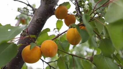 Wall Mural - branch of the ripe apricots in the orchard.