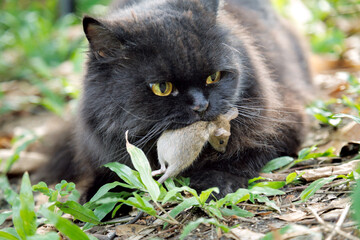 Persian male black cat hunting and holding a caught mouse in its mouth while lying on the ground in the home garden. Close-up outdoor animal behavior scene. .