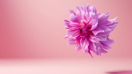 Wall Mural - Beautiful fresh purple Dahlia flower falling in the air isolated on pink background Levitation or zero gravity conception High resolution image : Generative AI