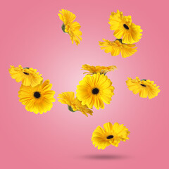 Wall Mural - Yellow gerbera flowers in air on pink background