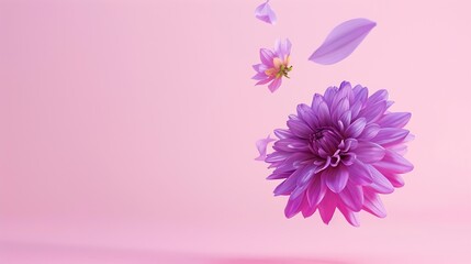 Poster - Beautiful fresh purple Dahlia flower falling in the air isolated on pink background Levitation or zero gravity conception High resolution image : Generative AI