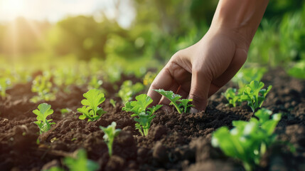 A hand is reaching into a garden of green plants