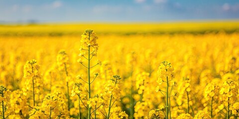 Poster - Vibrant yellow field of blooming rapeseed flowers, agriculture, landscape, nature, farm, rural, oilseed, spring, growth, crop