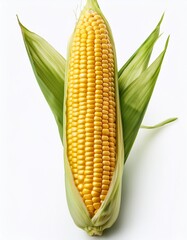 Wall Mural - Highlight the vibrant color of a corn ear with a stunning white background.