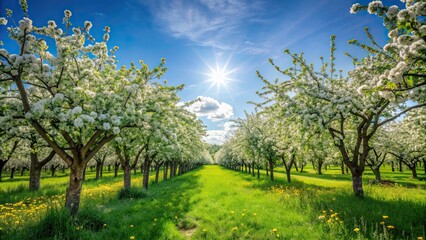 Sticker - Beautiful green apple orchard in full bloom during a sunny summer day, green, apple, orchard, trees, fruit, nature, agriculture