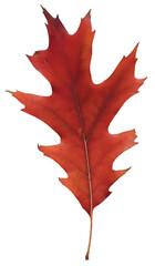 Wall Mural - red autumn oak leaf isolated on transparent background. natural fall graphic element, single object 